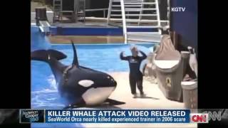 2Attaque dorque à Sea World Killer whale attack at Sea World [upl. by Asoral]