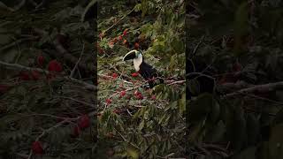 An impressive scene of a beautiful Whitethroated Toucan feeding ❤️ [upl. by Bristow]