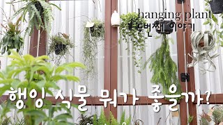 행잉식물 뭐가 좋을까다양한 행잉플랜트 파헤쳐 보자립살리스종류What would be good for hanging plants [upl. by Yt]