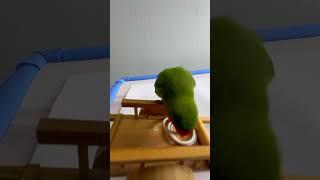 Bird Training  Smart lovebird Parrot  Smart Little Cute Parrot training smartparrot cute [upl. by Nilyram572]