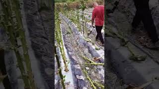 Tobacco stem cutting process [upl. by Asaert]