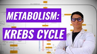 Krebs Cycle Ninja Nerd synthesis [upl. by Krenek160]