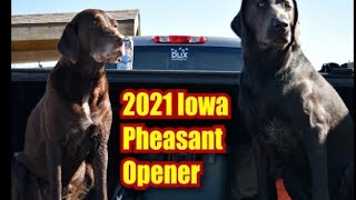 2021 Iowa Pheasant Opener  DOZENS OF BIRDS [upl. by Notnirb]