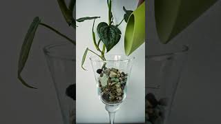 Plant Display Idea [upl. by Adina]