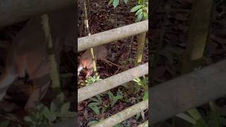 Whitetailed deer in the rainforest  Odocoileus virginianus  Mammal watching Costa Rica 🇨🇷 [upl. by Ozkum]