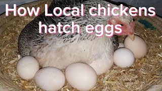 How Local Chickens Incubate amp Hatch Eggs [upl. by Tham436]