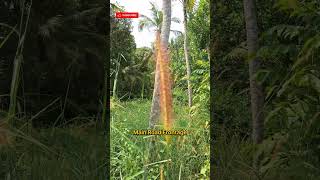 24 cent residential land for sale in KazhakuttomTrivandrum [upl. by Nonarb394]