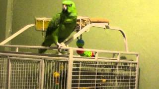 Tommy the Parrot sings Bad RomanceLady Gaga [upl. by Rafaj]