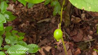 Podophyllum peltatum mayapple [upl. by Idolah558]