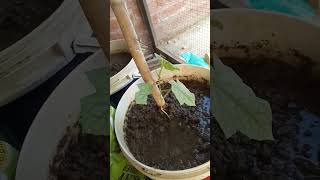 how to grow okra plantokra plant  bindi plant [upl. by Delcine]