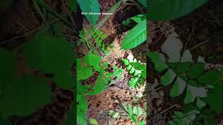 wild Adiantum pedatumfern indoor plant indoorplants viralvideo trendingshorts youtubeshorts [upl. by Creight]