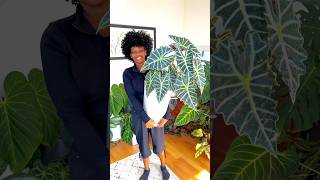 Alocasia Polly Glow up Journey plants plantlover indoorplants plantcare alocasia houseplants [upl. by Hcone]