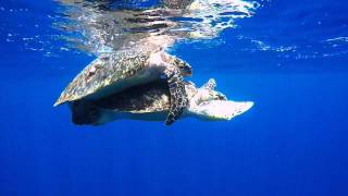 Sea Turtles Mating [upl. by Ocramed]