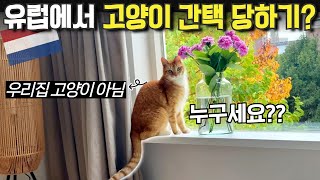 갑자기 우리 집에 나타난 네덜란드 고양이 한국어까지 알아듣는다고🐱 [upl. by Anwahsed]