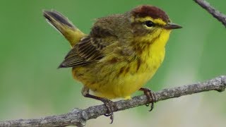 Palm warbler  Bird [upl. by Atterg]