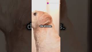 5 Signs Your Dog May Be Stressed 🐶cats dogs food catfood dogfood doghealth shorts youtube [upl. by Llewxam]