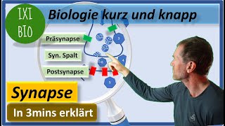 Aufbau und Funktionsweise chemische Synapse  Vorbereitung auf Biologie Abitur 15 Punkte in Bio [upl. by Didi]