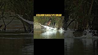 Golden eagle vs peregrine Falcon trending animals birds wildlife falcon eagle swan shorts [upl. by Eeladnerb]