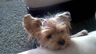 Dog yorkie actually speaking prayer and says Amen [upl. by Edward]