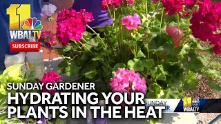 Sunday Gardener Keeping your plants hydrated in summer heat [upl. by Neened]