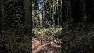 Black pepper miriyalu plantain at ARAKU VALLEYwoody climbersyshortsyoutubeshortspeppers [upl. by Rehposirhc]