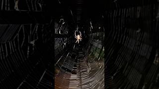 Spotted Orbweaver Spider Neoscona crucifera spider gardenwildlife [upl. by Jase]