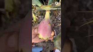 Natural cactus fruit cutting cactus fruit shorts satisfying shortvideo [upl. by Ardnazxela465]