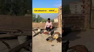 Cat attack on COCK🫨 petlover minivlog pigeon birds murga aseelmurga catattack ducks [upl. by Elsi]