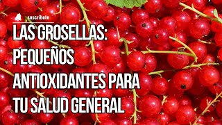 Las Grosellas Pequeños Antioxidantes para tu Salud General [upl. by Bledsoe]