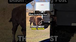 Bison Scratching Post [upl. by Harbour308]