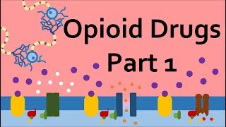 Opioid Drugs Part 1 Mechanism of Action [upl. by Ennoryt]