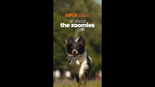 Pets With Zoomies [upl. by Erdah]