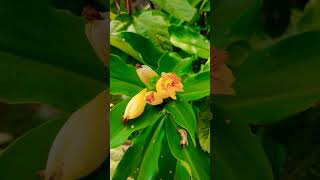 Costus pictus  Costaceae Family [upl. by Jasmine385]