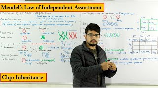 Inheritance of two Traits  Dihybrid cross  Mende Law of independent Assortment  Genetics [upl. by Fawn]