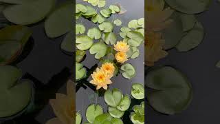 Nymphaea Clyde Ikins and hybrids 🪷 nature HSVgarden garden [upl. by O'Malley721]