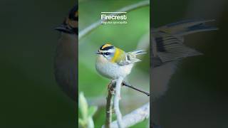 Cute little Firecrest singing away birds [upl. by Yadseut]