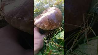 giant porcini mushrooms mushroom followme nature [upl. by Attenal]