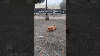 norwich собака norwichterrier норвич pets puppy funnydogs [upl. by Aydiv]