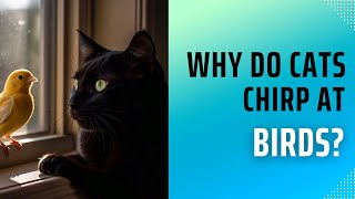 Why Do Cats Chirp at Birds The Fascinating Science [upl. by Juditha]