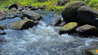 BEAUTIFUL FOREST SOUNDS CALMING RIVER SOUNDS FOREST BIRDSONG NATURES MUSIC ASMR [upl. by Eram430]