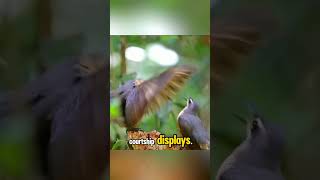 Victorias Riflebird bird dance victoria queensland australia [upl. by Cousin]