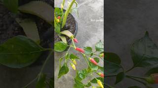 Chilli growing in aloe vera plantshortvideo gardening viralshorts satisfying [upl. by Ocimad]