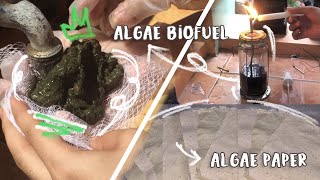 ALGAE AS BIOFUEL AND RECYCLED PAPER [upl. by Gabrielson555]