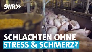 TierschutzZukunft Besser schlachten  SWR Wissen [upl. by Ahsinal933]