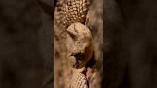 Eyelash Viper Secrets shorts snakes kidslearning animals [upl. by Orfield]