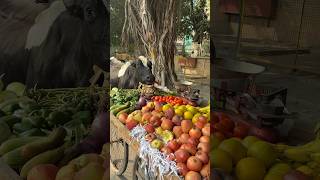 अंकल का सब्ज़ी गाय माता खा गई😱🥲humanity respect helping trending viralvideo youtubeshorts [upl. by Buiron]