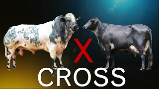 14 Worlds Largest Cattle Crossbreeds [upl. by Pollak]