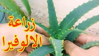 طريقة اكثار صبار ألوي اربورسنس  Aloe arborescens [upl. by Arinaj562]