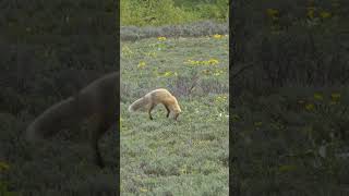 Fox Jumping to Hunt Rodents From GroundShorts [upl. by Letizia]