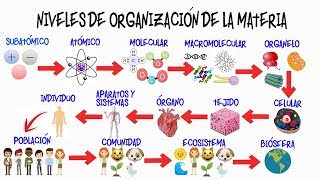 🌎NIVELES DE ORGANIZACIÓN DE LA MATERIA🌿  BIOLOGÍA [upl. by Oalsinatse]